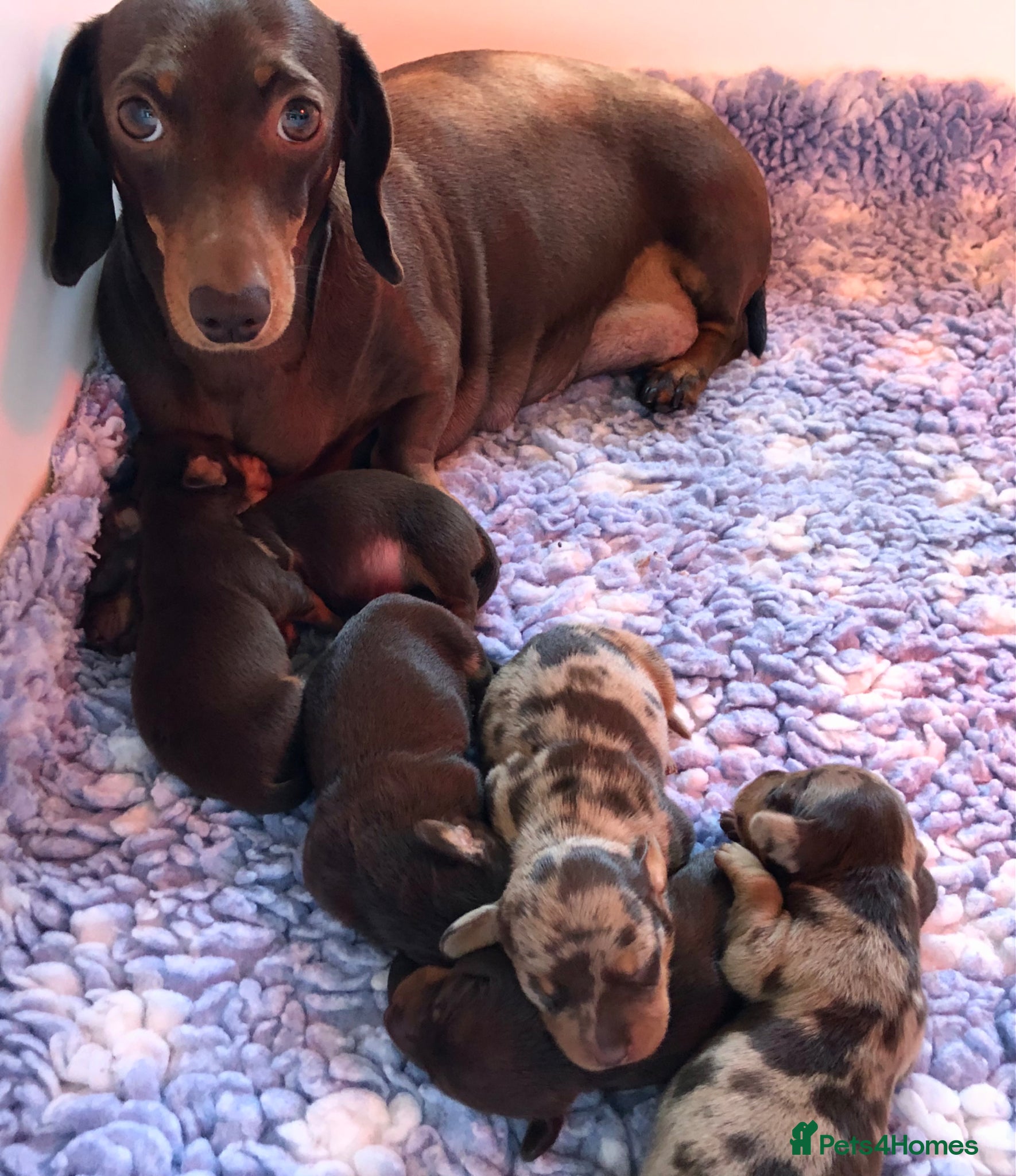 Miniature Dachshund dogs for sale: Choc dapple and Choc & tan. Kc reg. PRA Clear - Advert 1