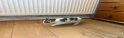 Mixed Breed cats for sale: Gorgeous Friendly Kittens – Ready for New Home! in Eastbourne - Advert 8