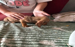 Dachshund dogs for sale: Miniature dachshund  - Image 4