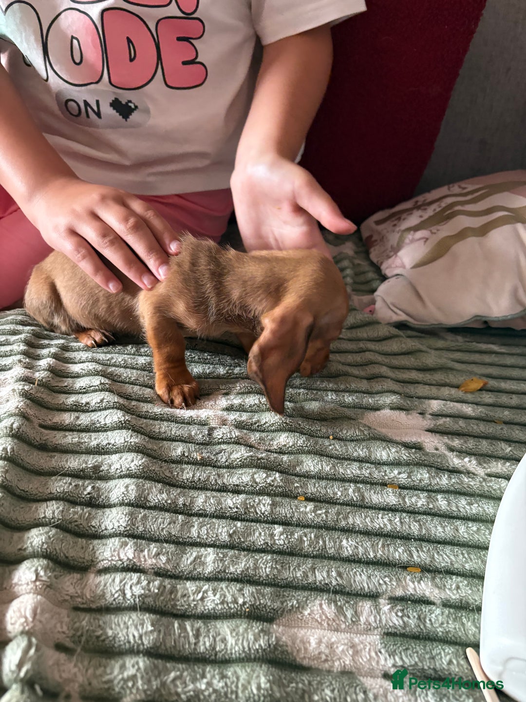 Dachshund dogs for sale: Miniature dachshund  - Image 4