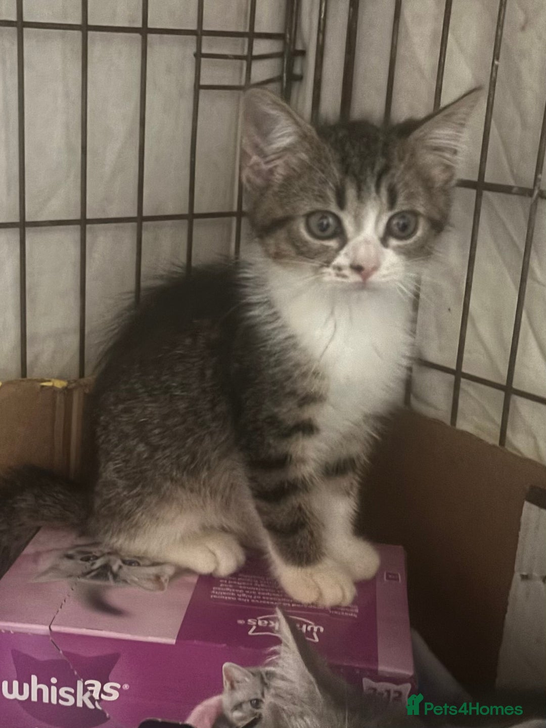 Mixed Breed cats for sale: MaineCoon x X British blue/Scottish fold  - Image 3