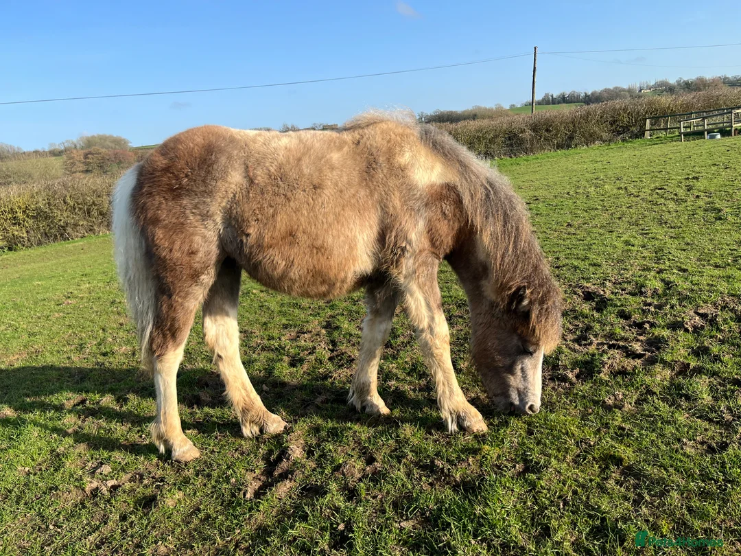 Other Breed horses for sale: Dartmoor Hill pony, Filly blue and white - Advert 4
