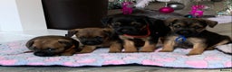 Border Terrier dogs for sale: Healthy Companions KC registered  - Advert 19