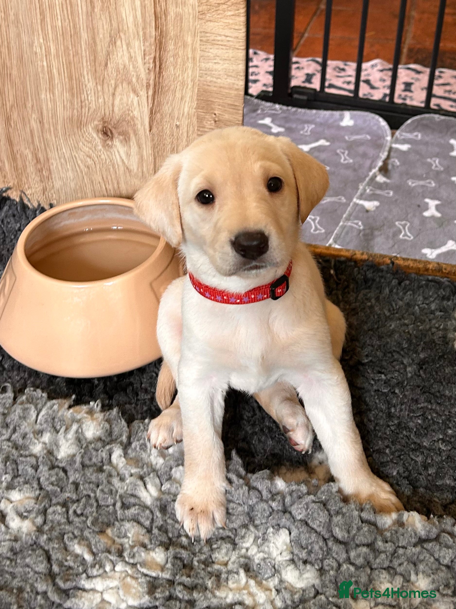 Labrador Retriever dogs Superb KC reg Labrador puppies from working line - Advert 2