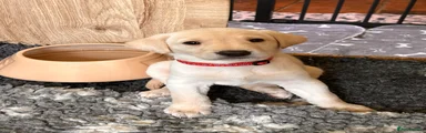Labrador Retriever Red Collar Puppy