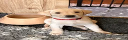 Labrador Retriever dogs for sale: Beautiful KC Reg Labrador Puppies: Ready 1st May - Advert 14