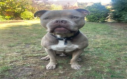 American Bull Staffy dogs for sale: Looking for a Loving Home for My Gentle Giant - Image 2
