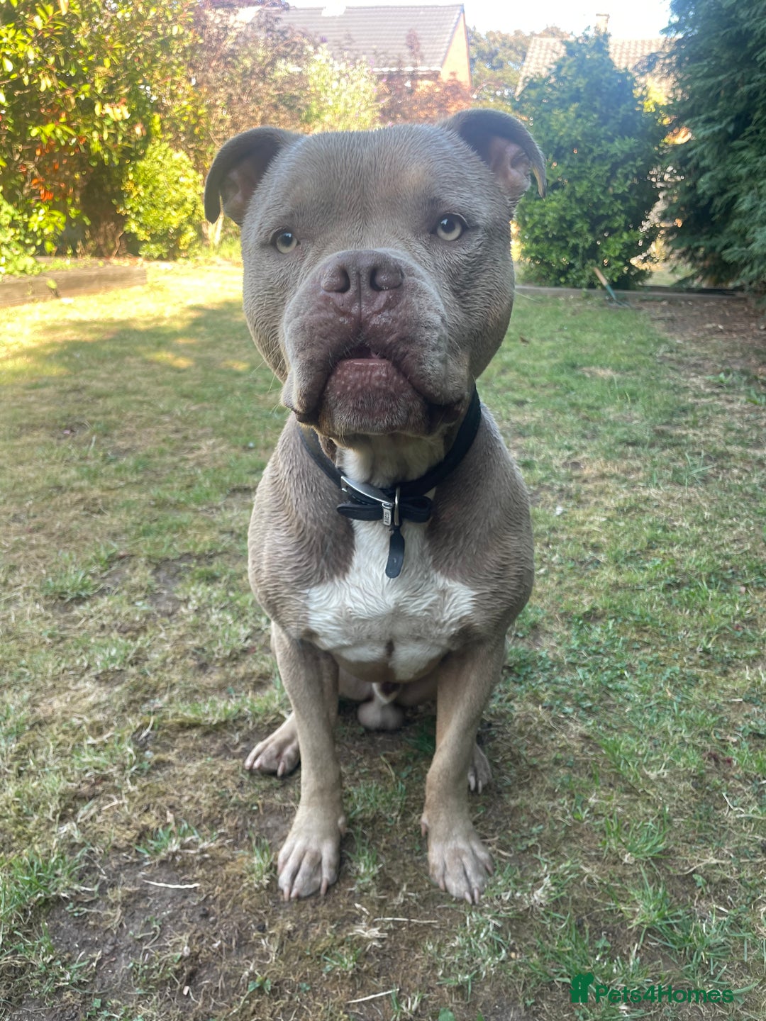 American Bull Staffy dogs for sale: Looking for a Loving Home for My Gentle Giant - Image 2