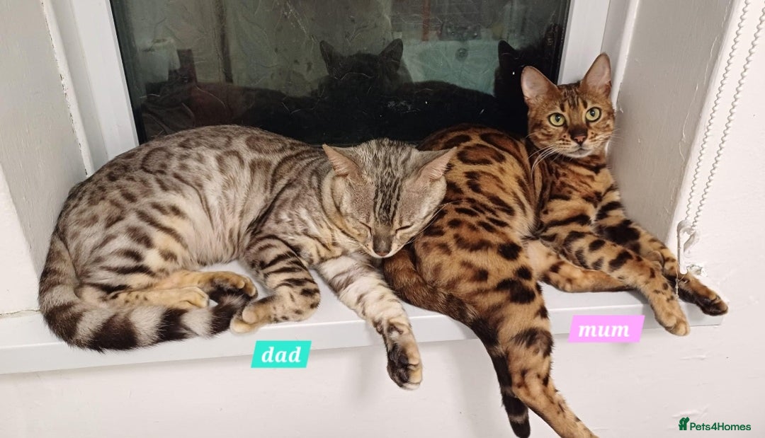 Mixed Breed cats for sale: Bengal beauties - Image 10