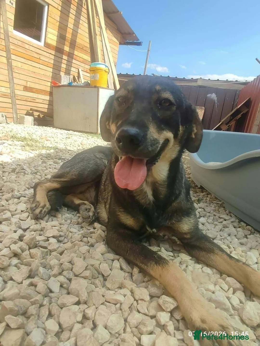 Mixed Breed dogs for adoption: Ariel 18 month Macedonian rescue  - Advert 4