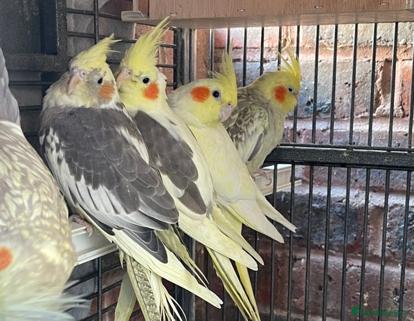 Cockatiels birds in London - Advert 3