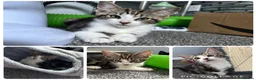 Mixed Breed cats for sale: Beautiful rescue babies  - Advert 3
