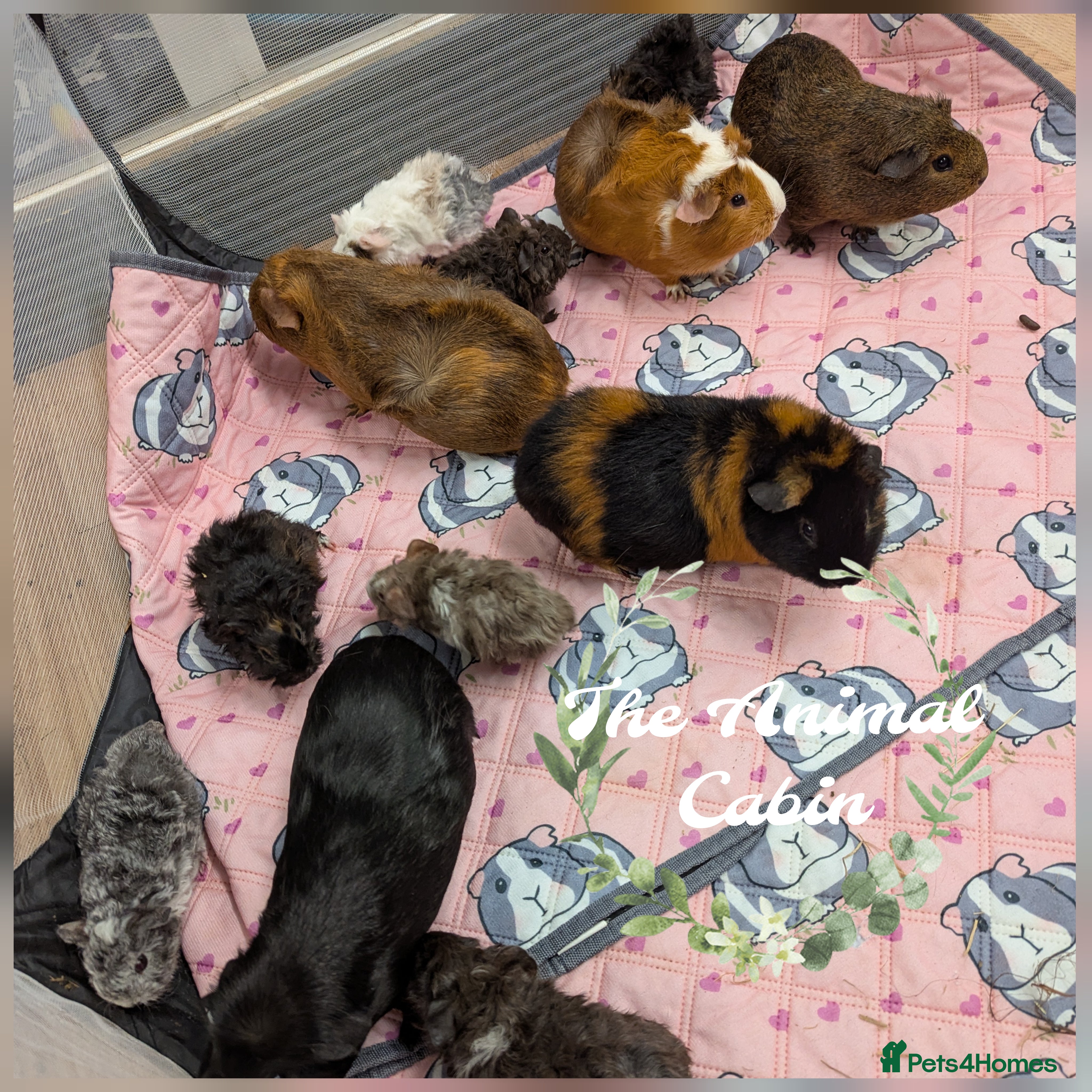 Guinea Pig rodents Guinea pigs babies & adults. Lunkarya cross breed - Advert 13