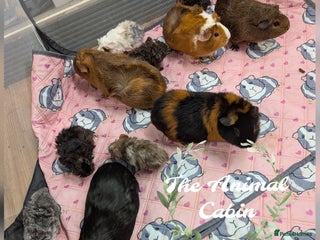 Guinea Pig rodents Guinea pigs babies & adults. Lunkarya cross breed - Advert 1