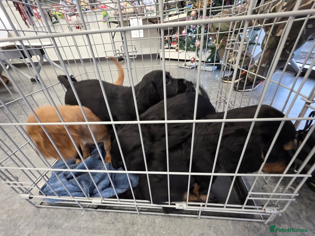 Cocker Spaniel dogs for sale: Cocker spaniel puppies - Advert 4