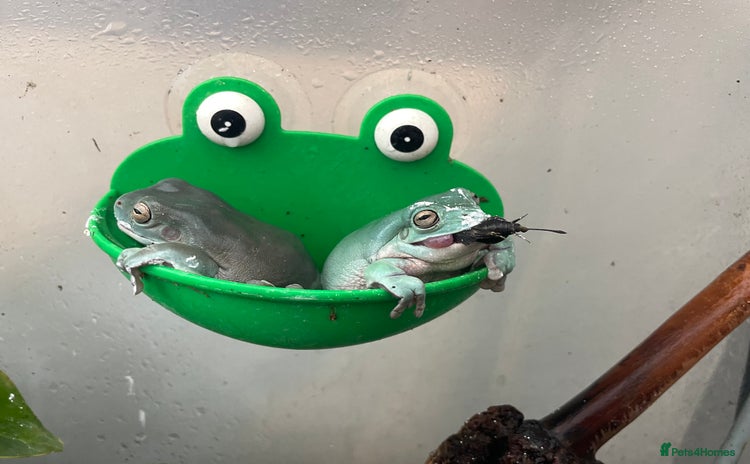 Frog reptiles - Advert 2