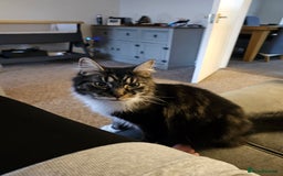 Mixed Breed cats for sale: Two male cats - Image 1