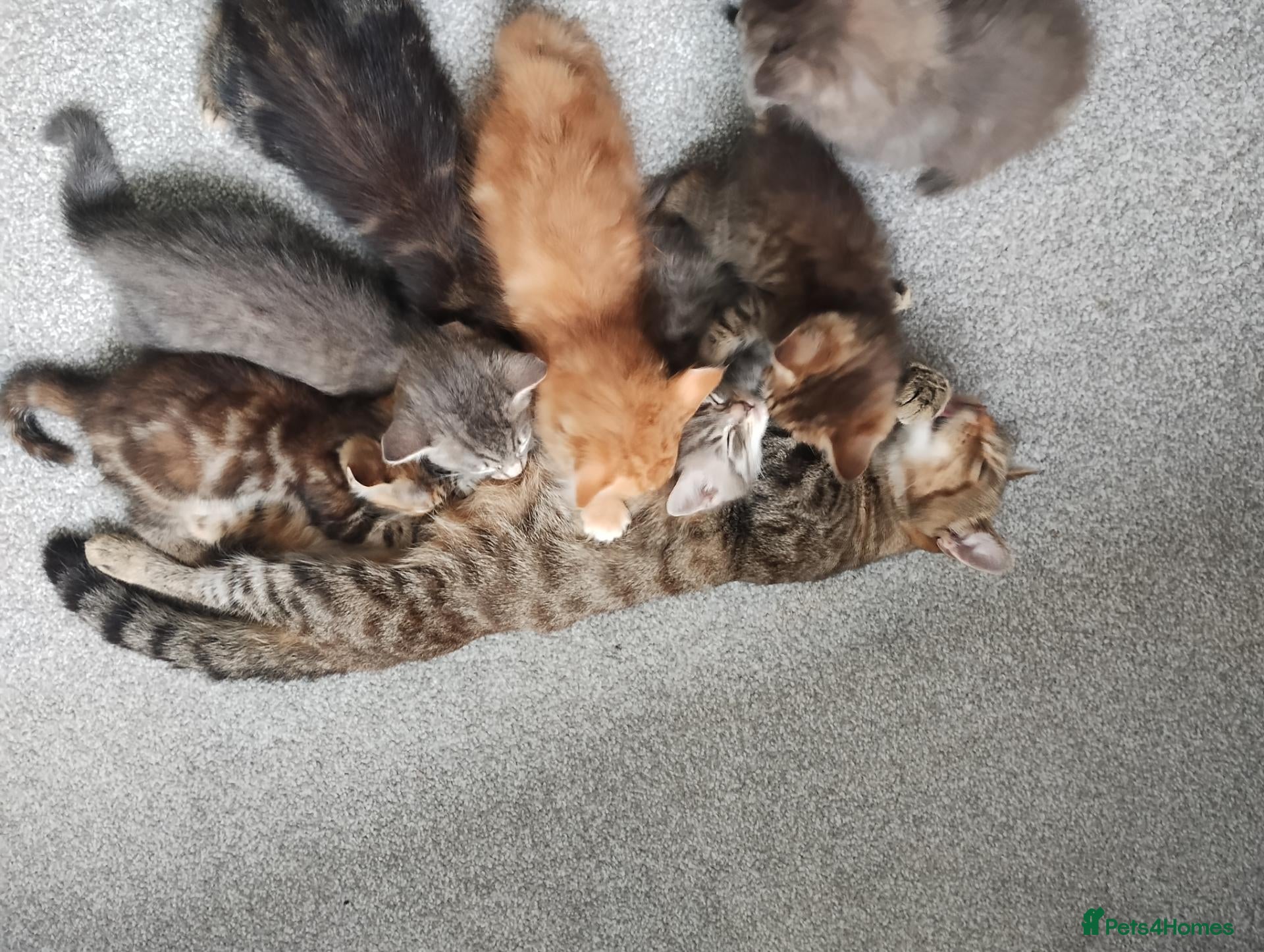 Mixed Breed cats for sale: Beautiful kittens - Advert 23