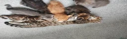 Mixed Breed cats for sale: Beautiful kittens in Bury Saint Edmunds - Advert 1