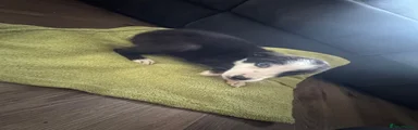 Border Collie 2