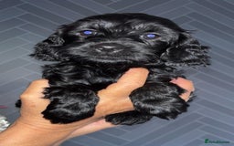 Cockapoo dogs for sale: Beautiful cockerpoo pups - Image 7