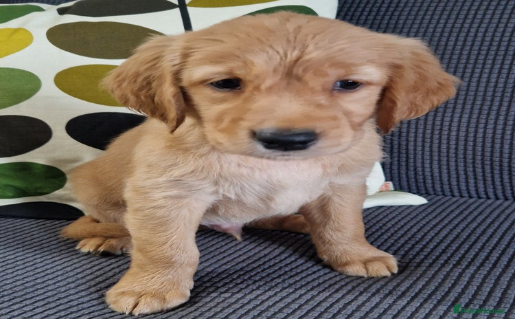 Golden Retriever dogs in Oxted - Advert 3