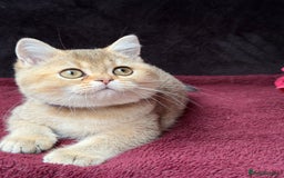 British Shorthair cats for sale: British shorthair kittens golden silver TICA - Image 7