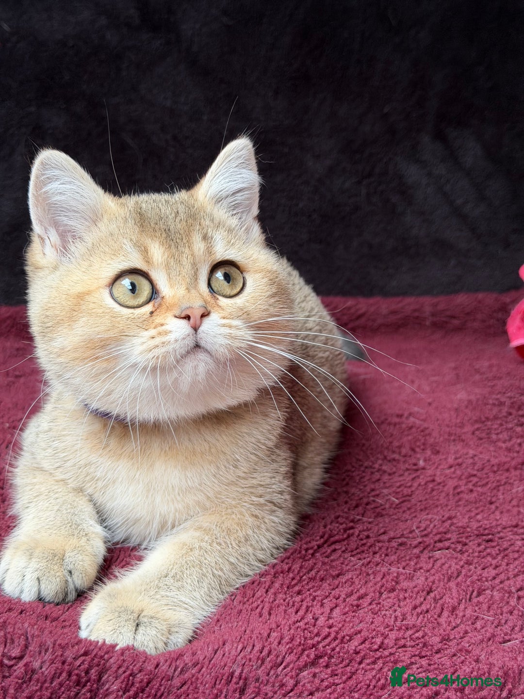 British Shorthair cats for sale: British shorthair kittens golden silver TICA - Image 7