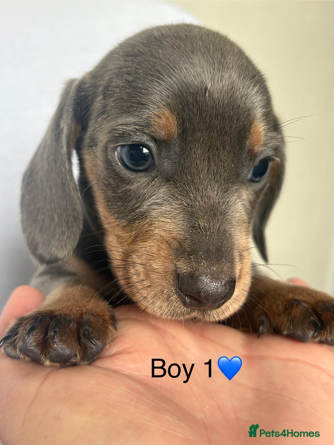 Miniature Dachshund dogs for sale: Beautiful babies ready for there5⭐️ home - Advert 15