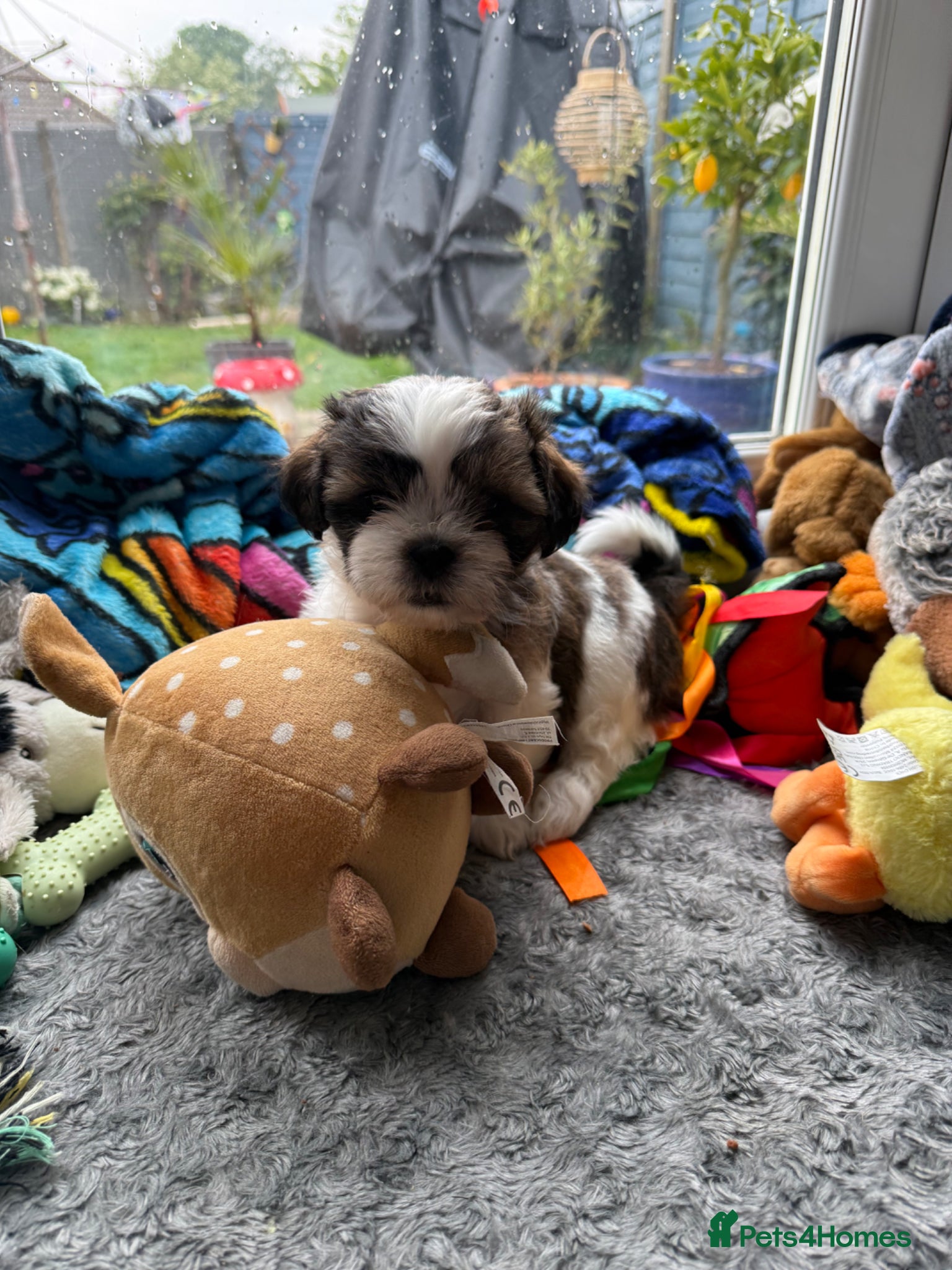 Shih Tzu dogs Purebred Shih Tzu Puppies Looking for Loving Homes - Advert 5