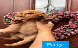 Labrador Retriever dogs for sale: Fox Red KC Reg Labrador Puppies Ready 11/10/25 - Image 4