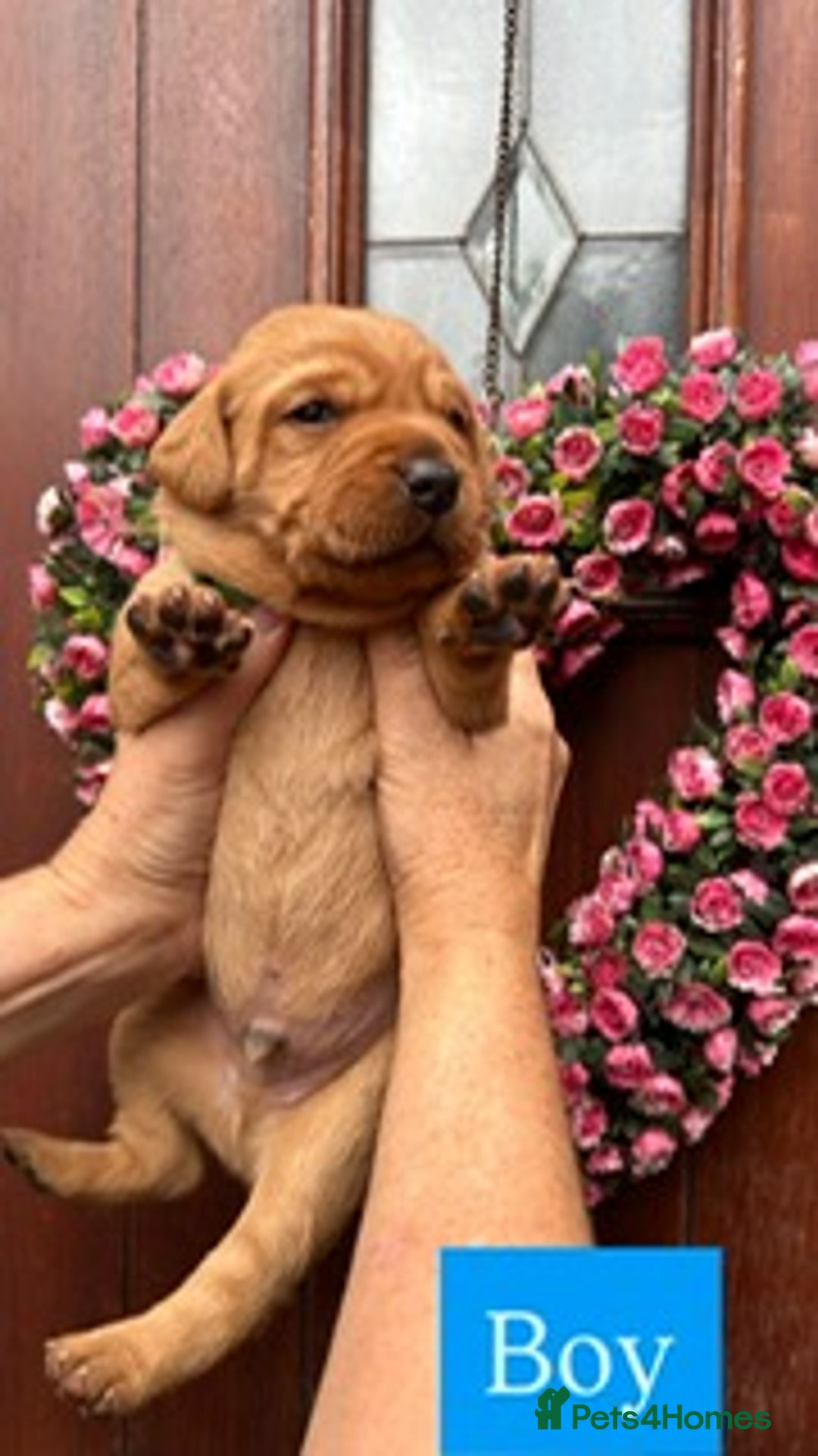 Labrador Retriever dogs for sale: Fox Red KC Reg Labrador Puppies Ready 11/10/25 - Image 4
