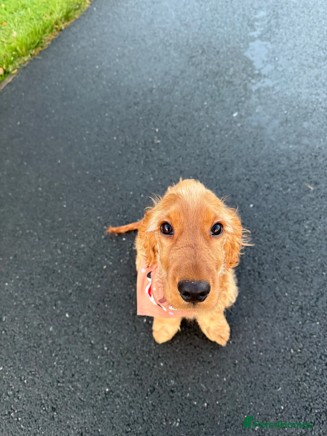 Cocker Spaniel dogs for sale: Cocker spaniel puppy for sale  - Advert 3
