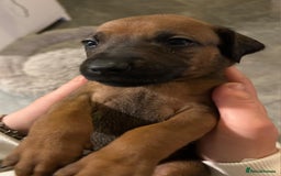 Rhodesian Ridgeback dogs for sale: VIEWINGS WELCOME NOW KC Registered Ridgeback Pups  - Image 17