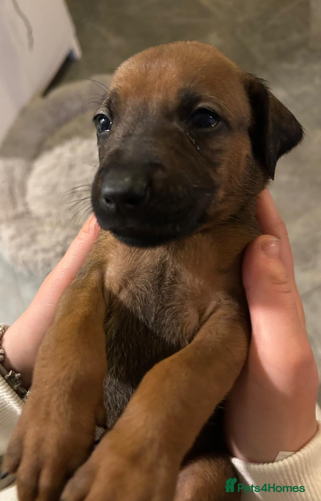 Rhodesian Ridgeback dogs for sale: VIEWINGS WELCOME NOW KC Registered Ridgeback Pups  - Image 17