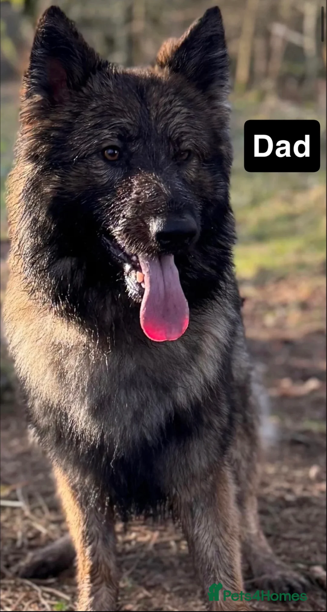 German Shepherd dogs for sale:  Long-Haired German Shepherd Puppies - Advert 19