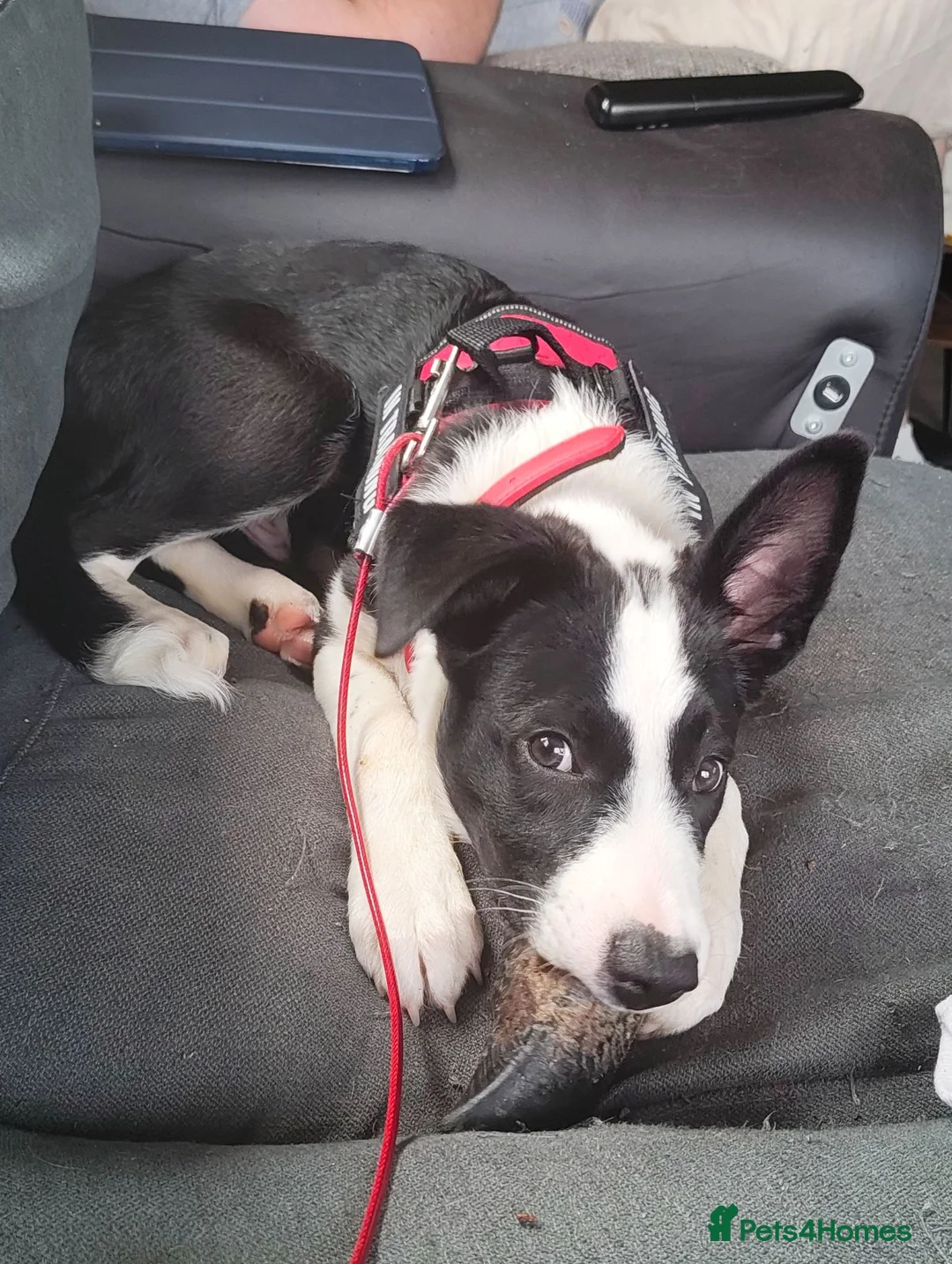 Border Collie dogs for sale: 18wk Border Collie pup  - Advert 2