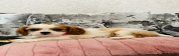 Cavalier King Charles Spaniel dogs for sale: Beautiful King Charles spaniel - Advert 6