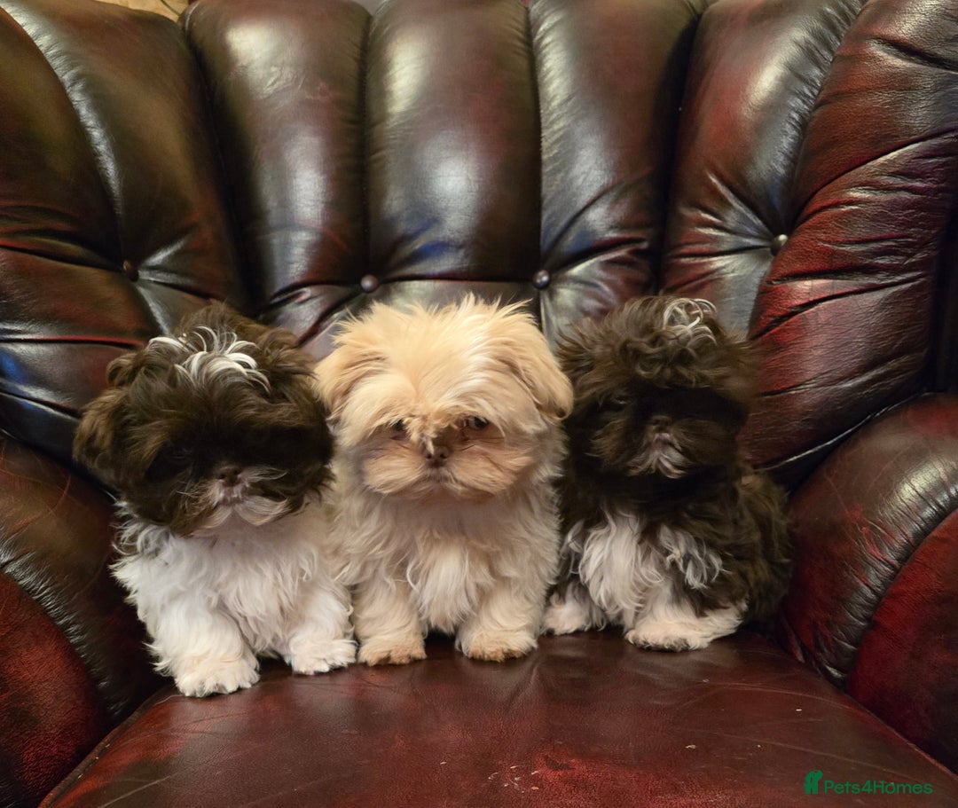 Shih Tzu dogs for sale: Stunning shih tzu - Advert 24