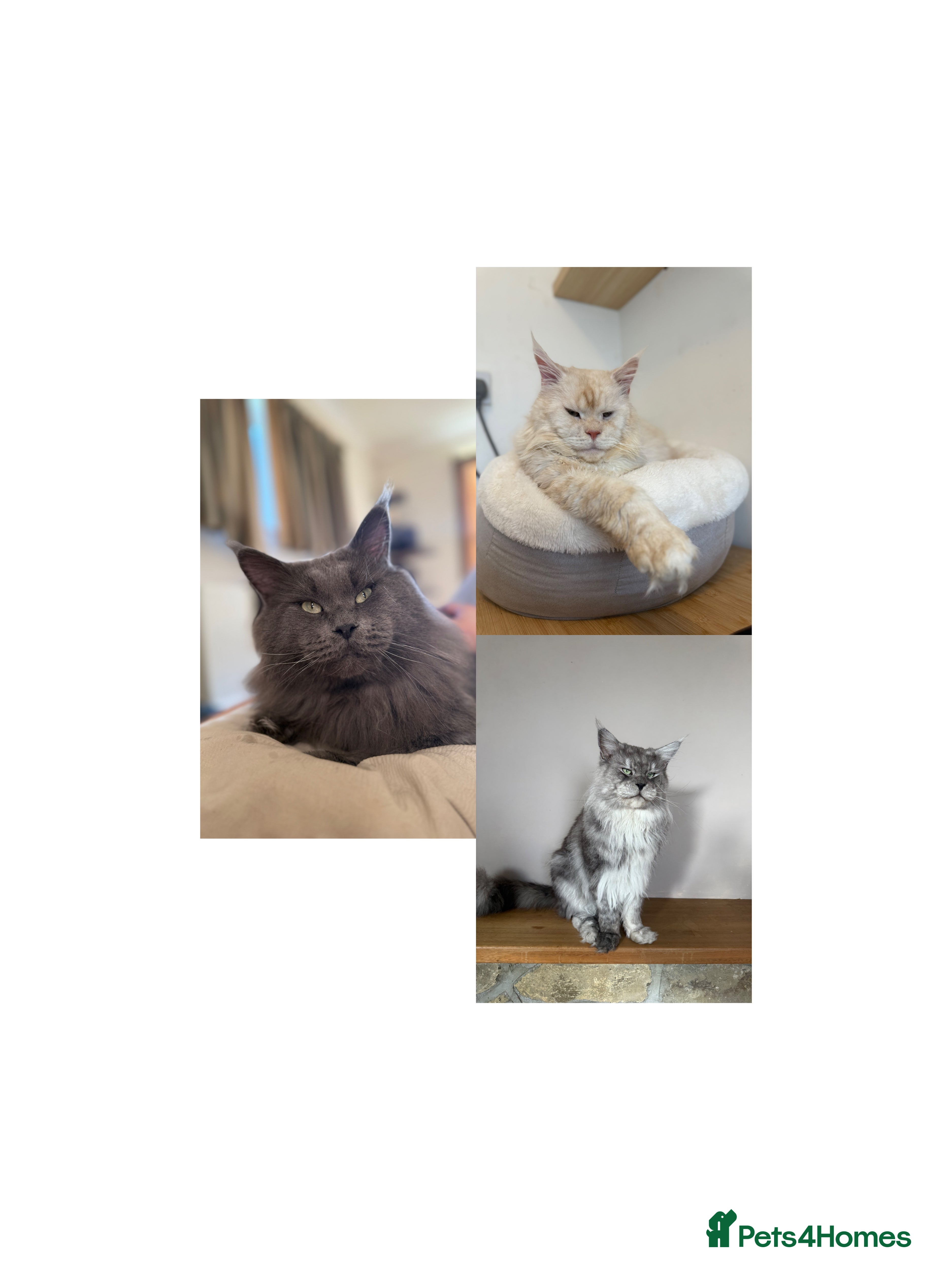 Maine Coon cats Three HANDSOME Maine Coon Studs! - Advert 7