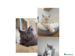 Maine Coon cats Three HANDSOME Maine Coon Studs! - Advert 7