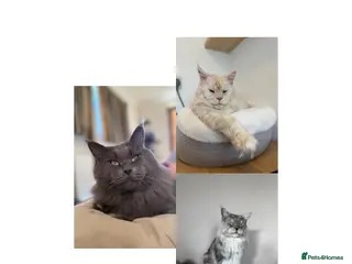 Maine Coon cats Three HANDSOME Maine Coon Studs! - Advert 4