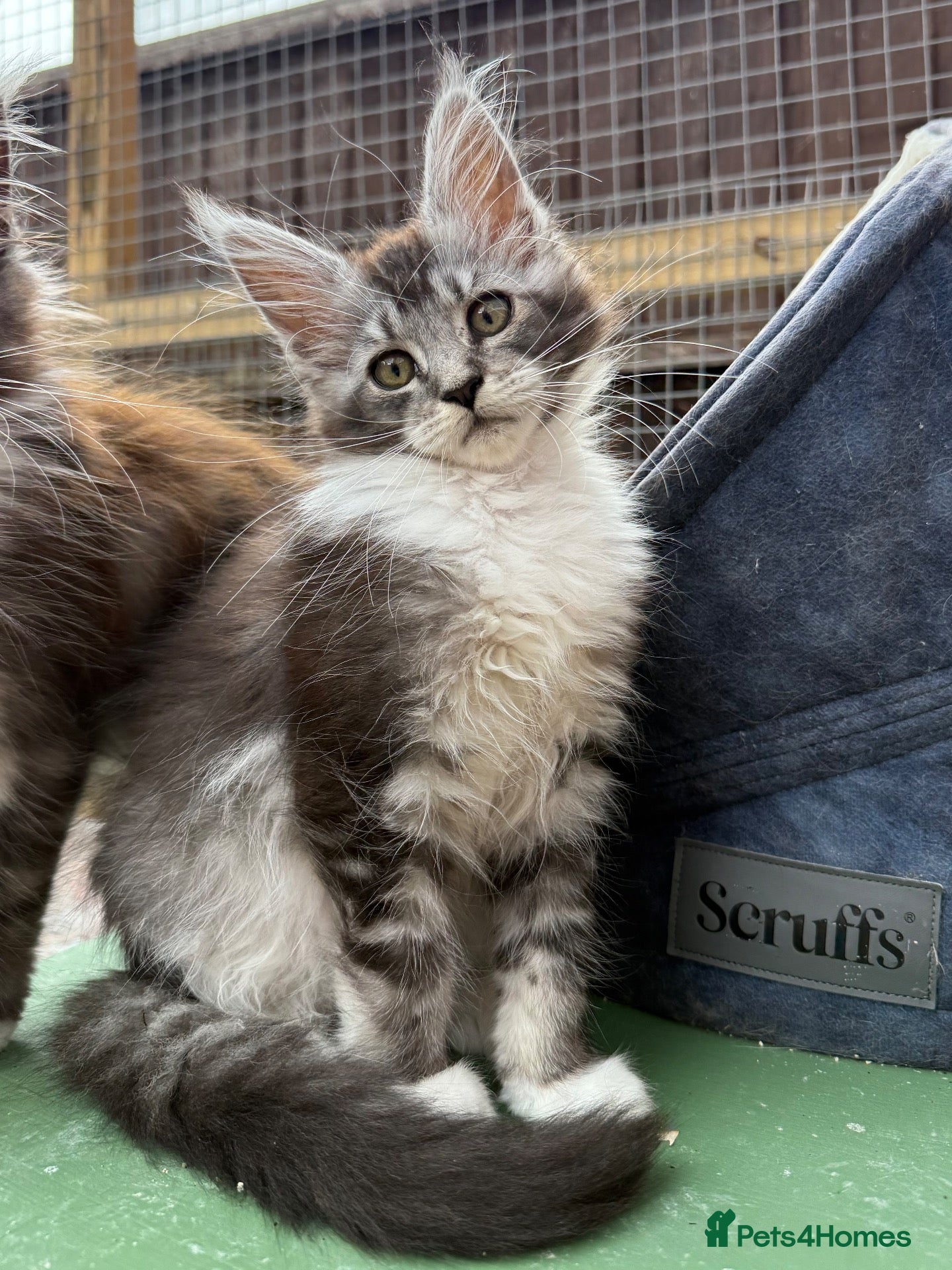 Maine Coon cats Maine coon kittens - Advert 2