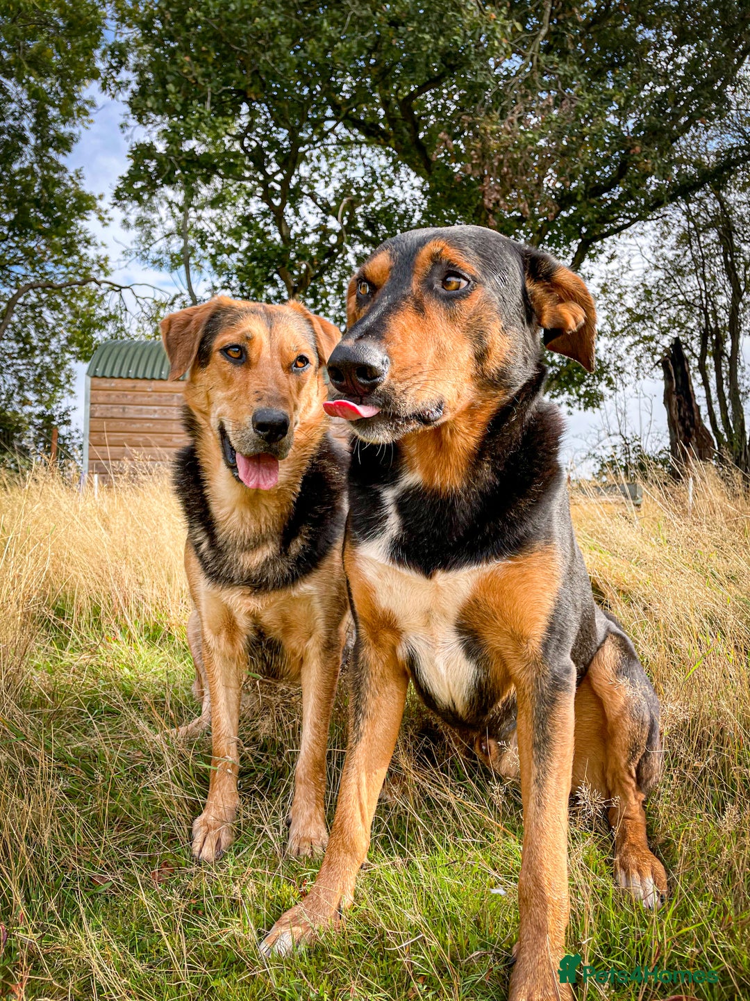 Huntaway dogs for sale: Huntaway Puppies  - Image 3