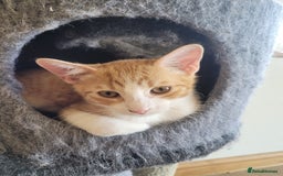 Mixed Breed cats for sale: Gorgeous kittens ready for forever homes - Image 2