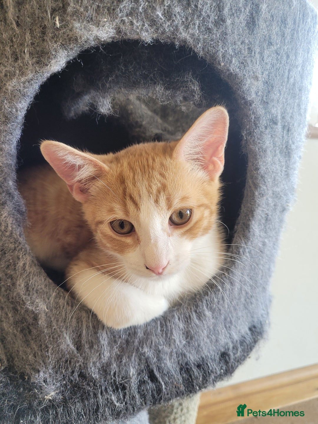Mixed Breed cats for sale: Gorgeous kittens ready for forever homes - Image 2
