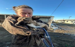 Mixed Breed dogs for adoption: Phoenix - Norwich Norfolk  - Image 19
