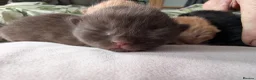 Mixed Breed cats for sale: Adorable Kittens Looking for Their Forever Homes - Advert 8