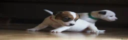 Jack Russell dogs for sale: Short Legged Jack Russel Puppies - Advert 13