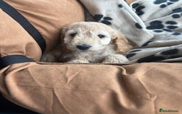 Cockapoo dogs for sale: Beautiful cockapoo - Image 1